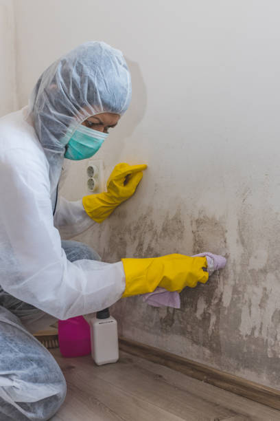 Biohazard Mold Removal